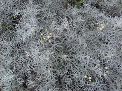 Senecio leucostachys