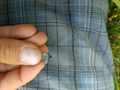 Plebejus melissa