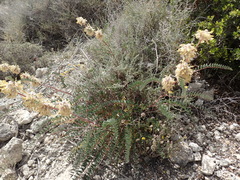 Astragalus alopecuroides