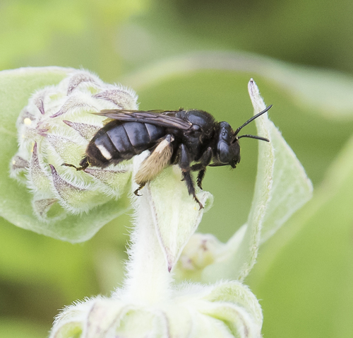 Two-spotted Longhorn Bee