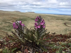 Pedicularis lanata