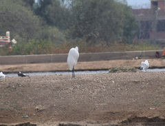 Ardea alba