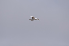 Ardea alba