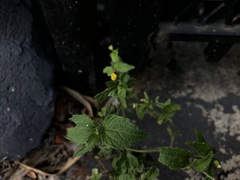 Galinsoga quadriradiata