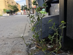 Galinsoga quadriradiata