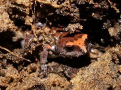 Pseudophryne australis