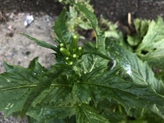 Erechtites hieraciifolius