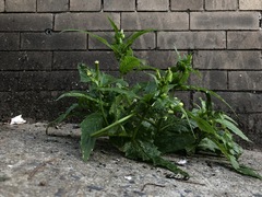 Erechtites hieraciifolius