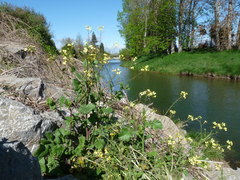 Raphanus raphanistrum raphanistrum