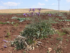 Cynara auranitica