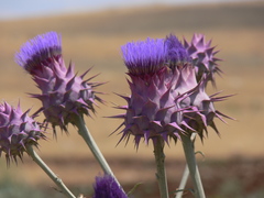 Cynara auranitica