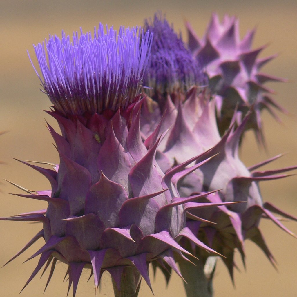 Cynara auranitica