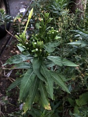Oenothera biennis
