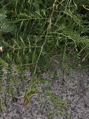 Gleditsia triacanthos