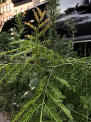 Gleditsia triacanthos