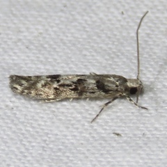 Coleotechnites coniferella