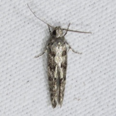 Coleotechnites coniferella