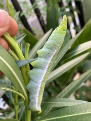 Daphnis nerii