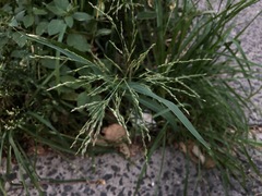 Panicum