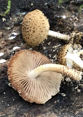 Cystoagaricus subamarus