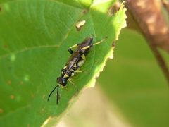 Macrophya formosa