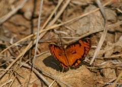 Byblia anvatara acheloia