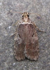 Agonopterix lythrella