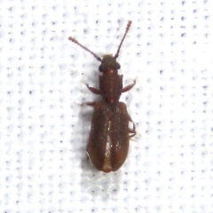 Silvanus muticus