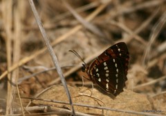 Byblia anvatara acheloia
