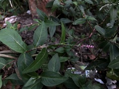 Persicaria