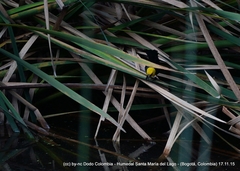 Chrysomus icterocephalus bogotensis