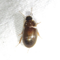 Cymbiodyta bifidus