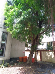 Ficus microcarpa microcarpa