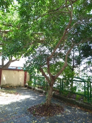 Ficus microcarpa microcarpa