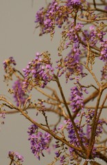 Bolusanthus speciosus