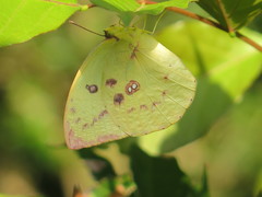 Catopsilia gorgophone