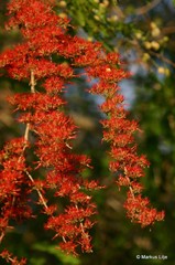 Combretum microphyllum