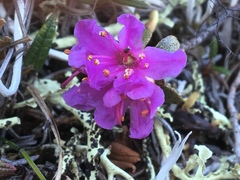Rhododendron lapponicum