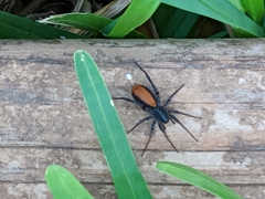 Castianeira descripta