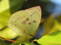 Catopsilia gorgophone