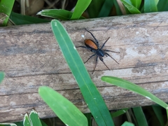 Castianeira descripta