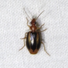 Lebia solea