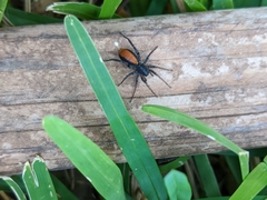 Castianeira descripta