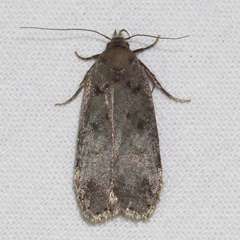 Anacampsis innocuella