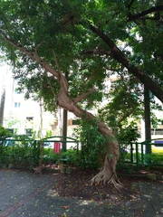 Ficus microcarpa microcarpa