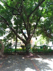 Ficus microcarpa microcarpa