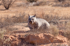 Lasiorhinus latifrons