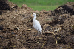 Bubulcus ibis