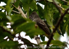 Camptostoma obsoletum