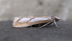 Catoptria latiradiellus